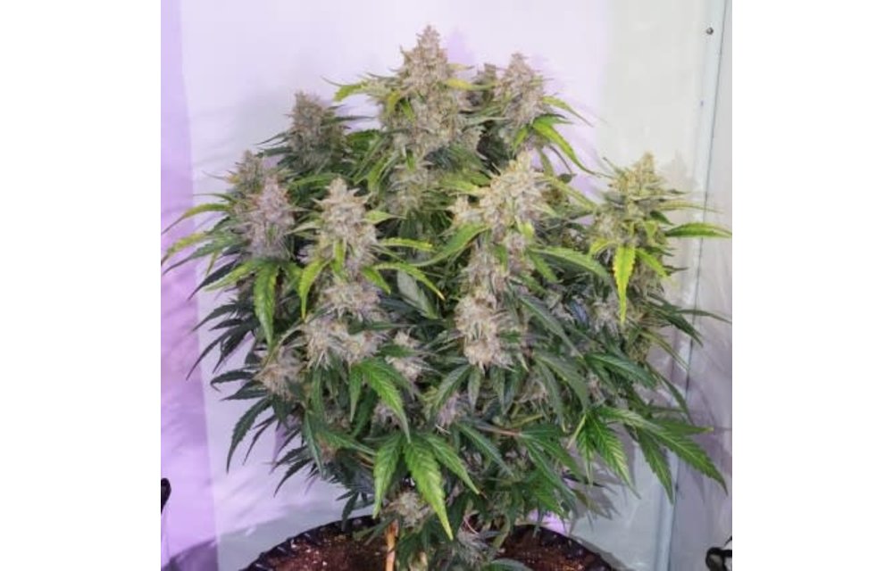 Auto Skywalker Haze Fem 7 pk