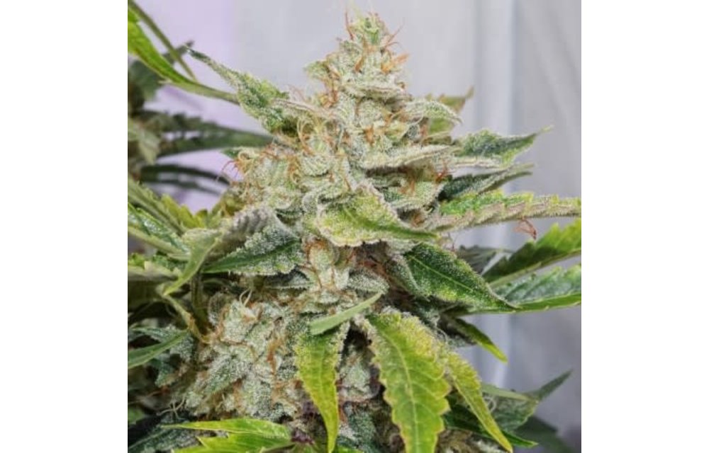 Auto Skywalker Haze Fem 7 pk