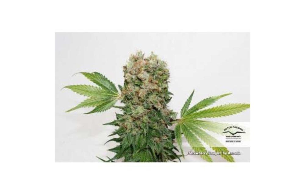 Strawberry Cough Fem 5 pk