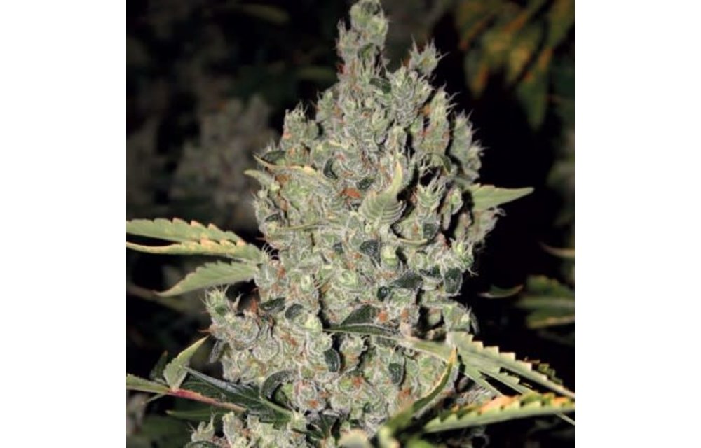 Strawberry Cough Fem 5 pk