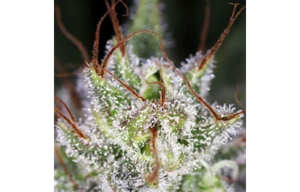 Strawberry Cough Fem 5 pk
