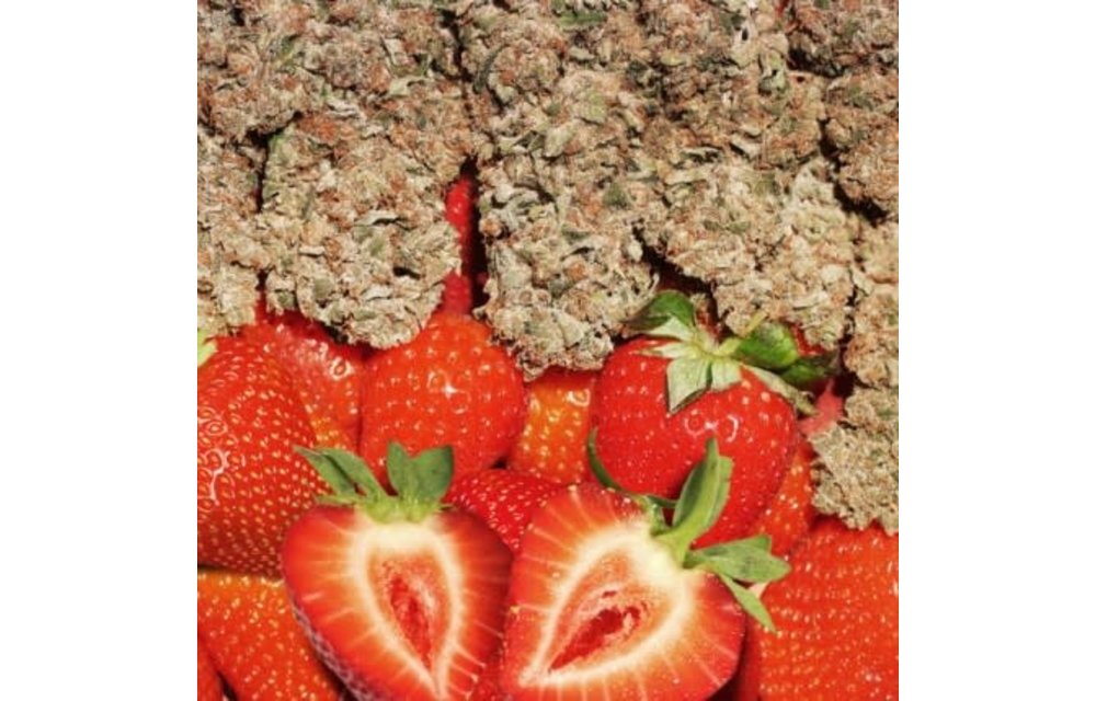 Strawberry Cough Fem 5 pk