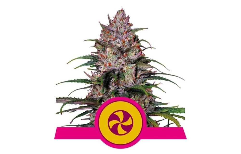 Sweet ZZ Fem 5 pk