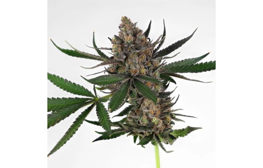 Sweet ZZ Fem 5 pk