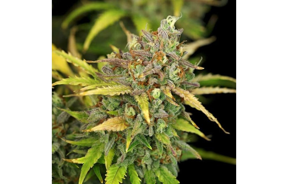 Sweet ZZ Auto Fem 5 pk