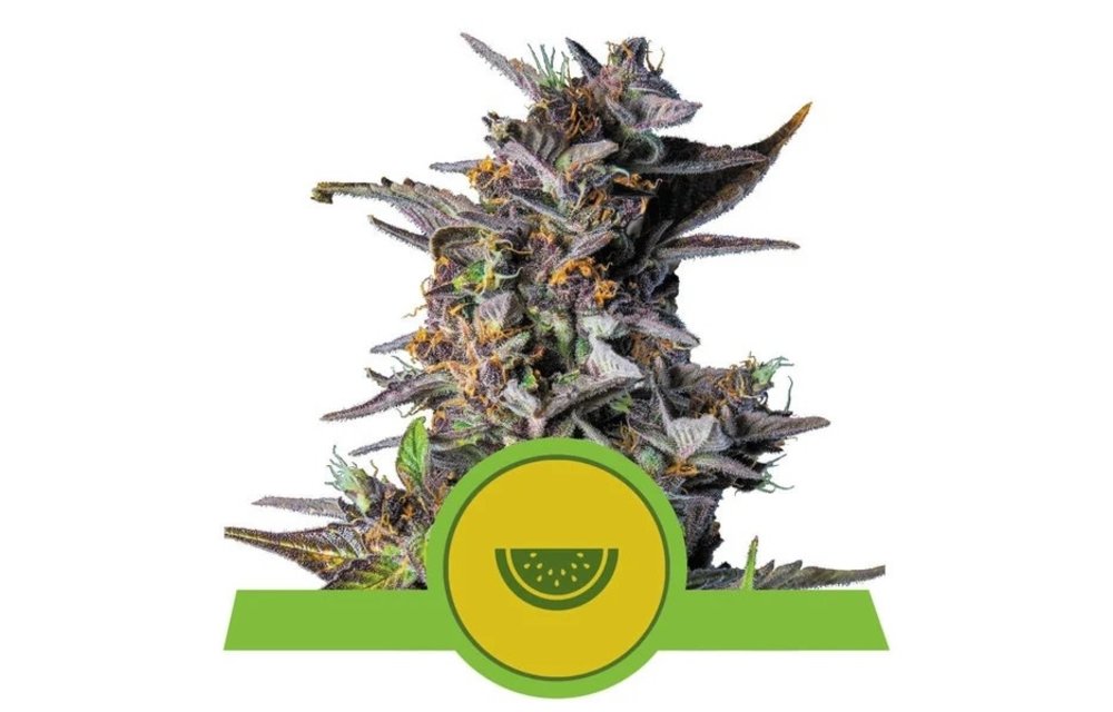 Watermelon Auto Fem 5 pk