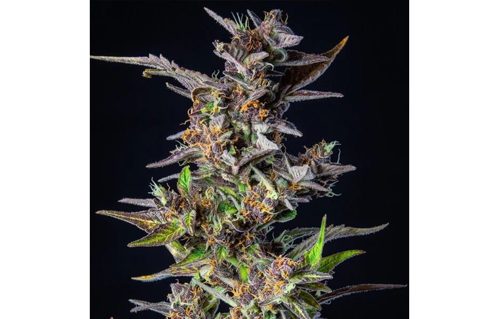 Watermelon Auto Fem 5 pk