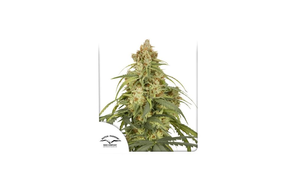 Auto CBD-Victory Fem 7 pk