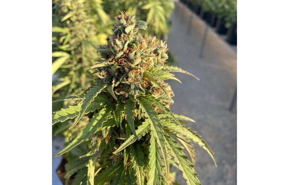 Auto CBD-Victory Fem 7 pk