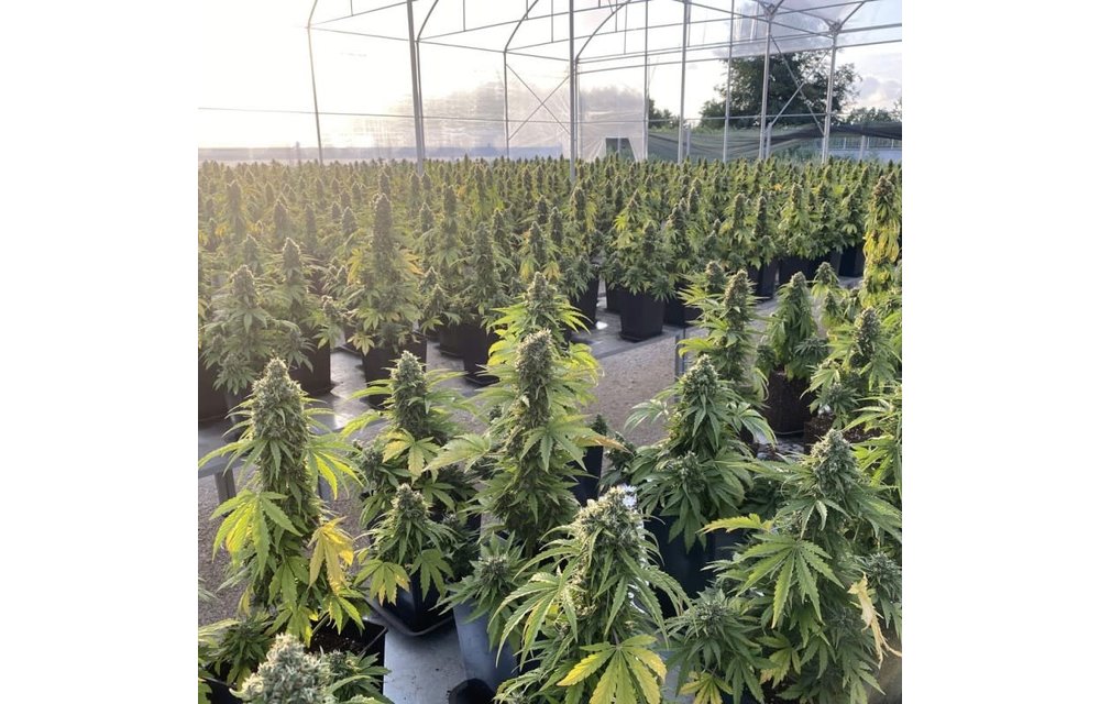 Auto CBD-Victory Fem 7 pk