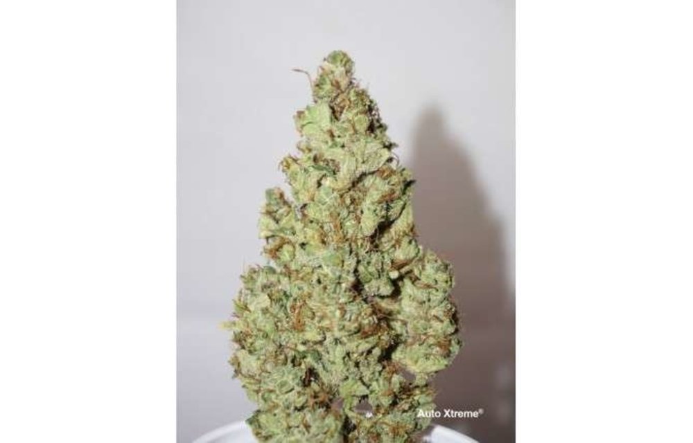 Auto Xtreme Fem 7 pk