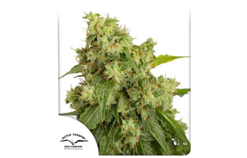 Auto Xtreme Fem 7 pk