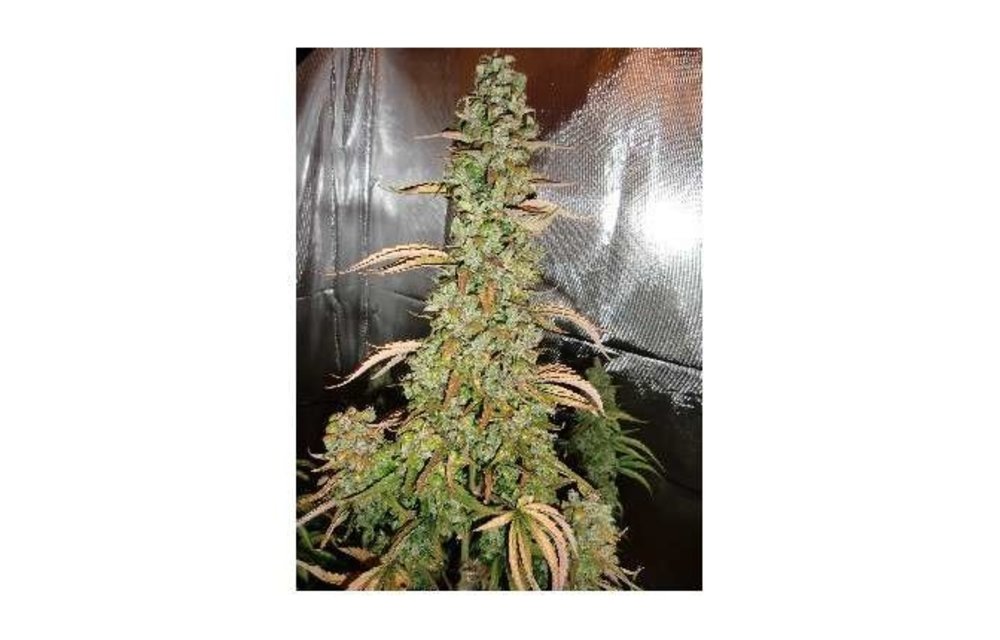 Auto Xtreme Fem 7 pk