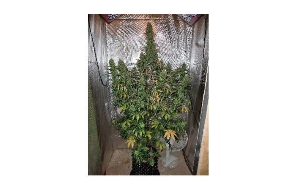 Auto Xtreme Fem 7 pk