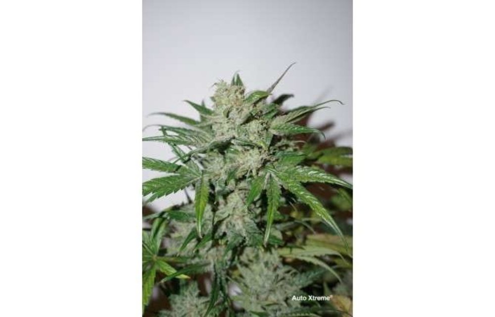 Auto Xtreme Fem 7 pk