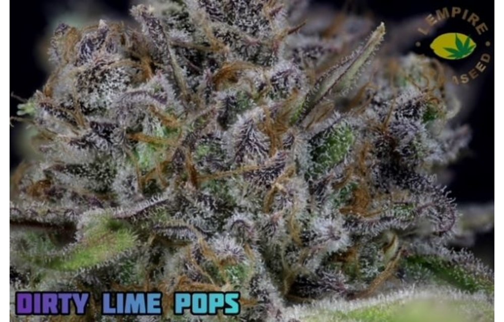 Dirty Limepop Reg 20 pk