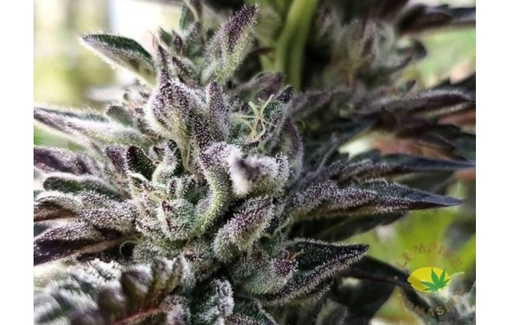 Mendo Purps x Chem Reg 20 pk