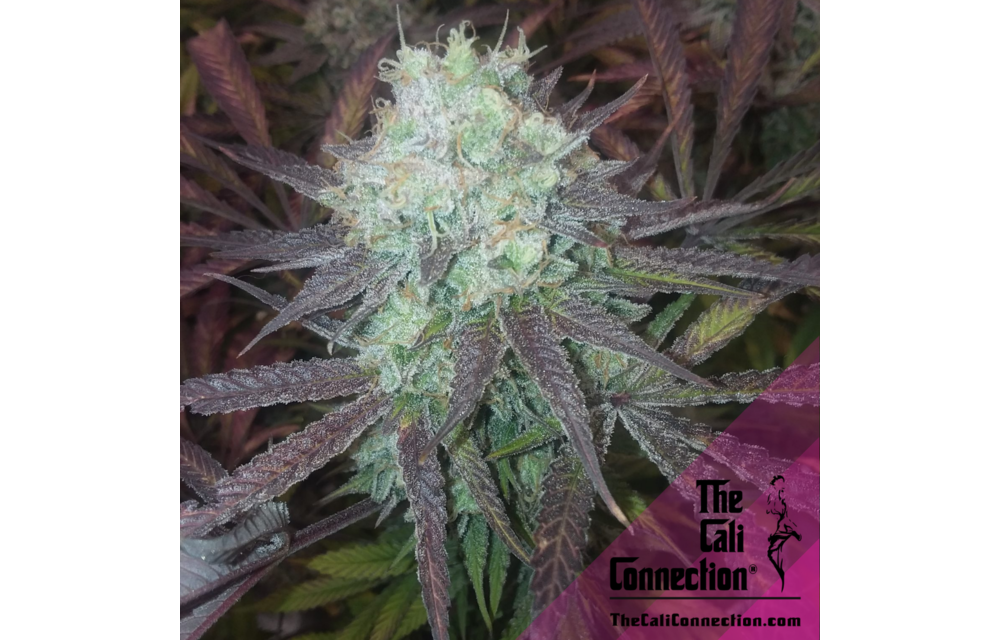 Purple Crack Fem 6 pk