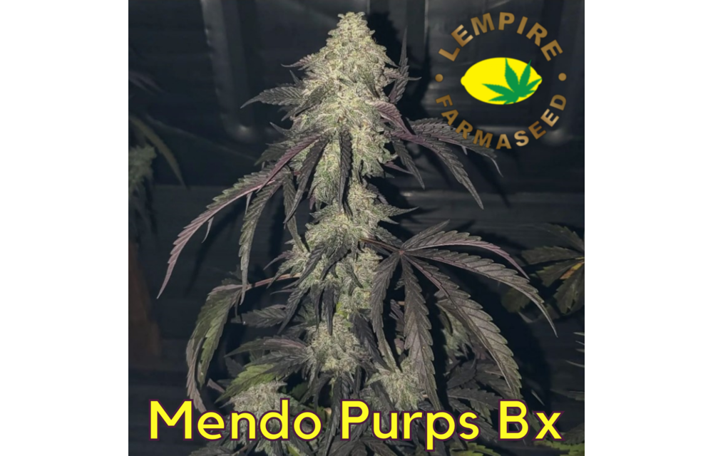 Mendo Purps Bx Reg 20 pk