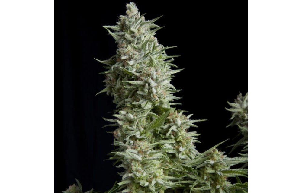 Alpujarreña Fem 5 pk
