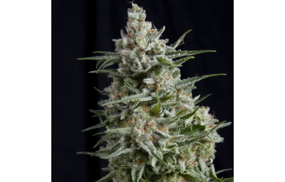 Anesthesia Fem 5 pk