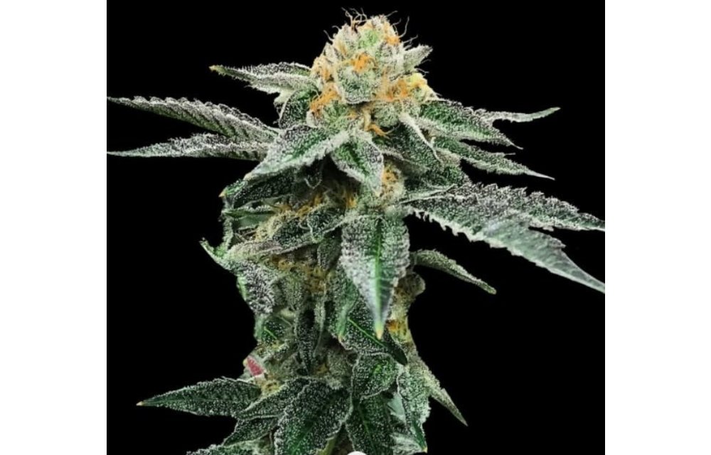 Kosher Cookies Fem 6 pk