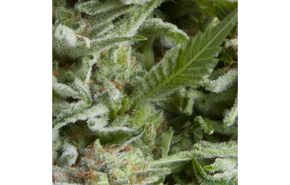 Alpujarreña Auto Fem 5 pk