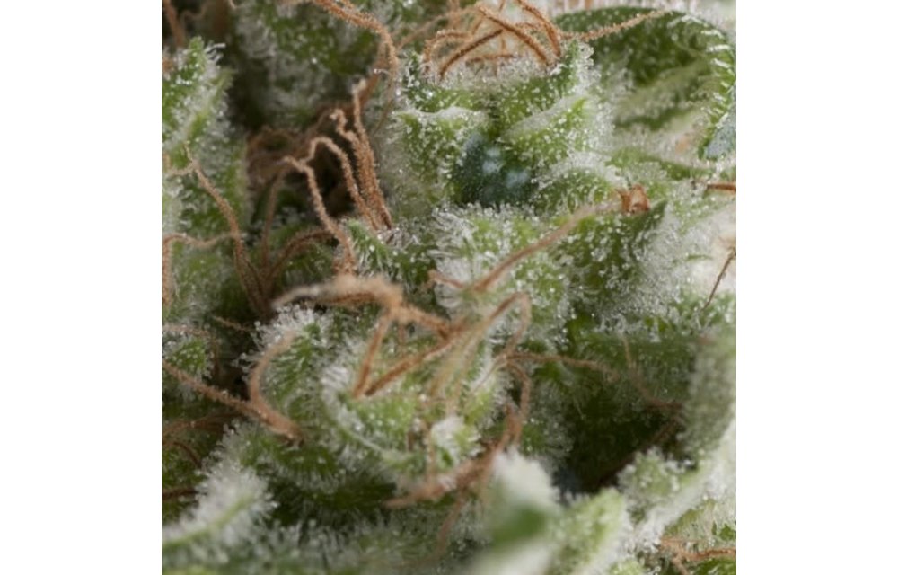 American Pie Auto Fem 5 pk
