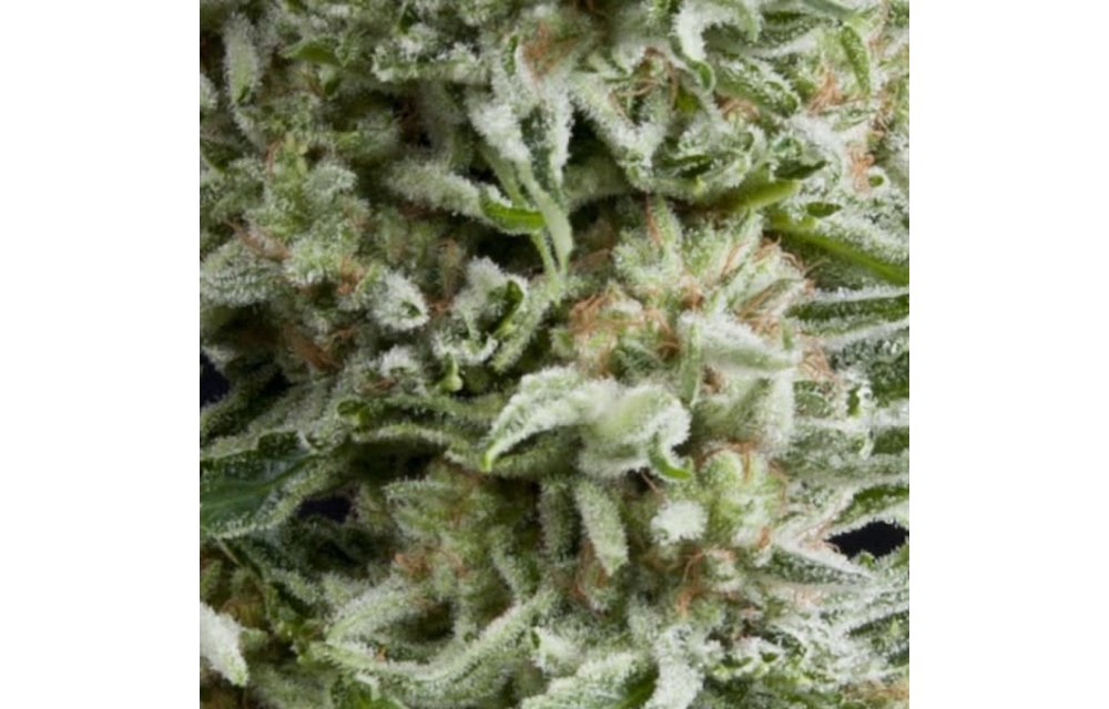 Amnesia Gold Auto Fem 5 pk