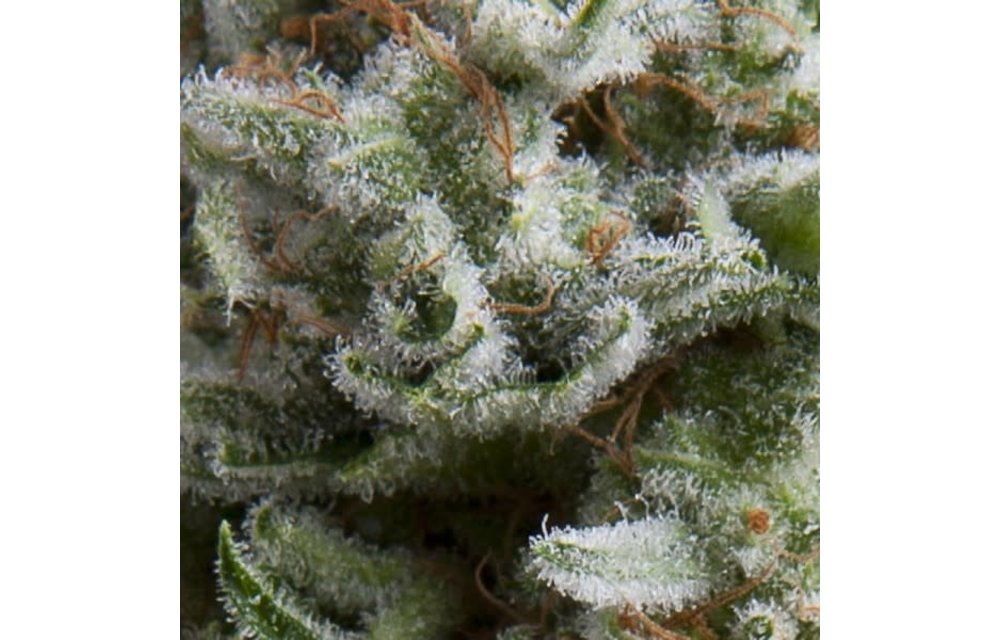 Anesthesia Auto Fem 5 pk