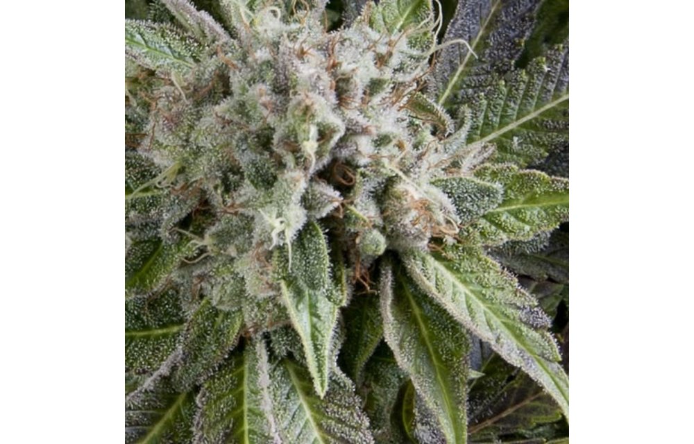 Blue Pyramid Auto Fem