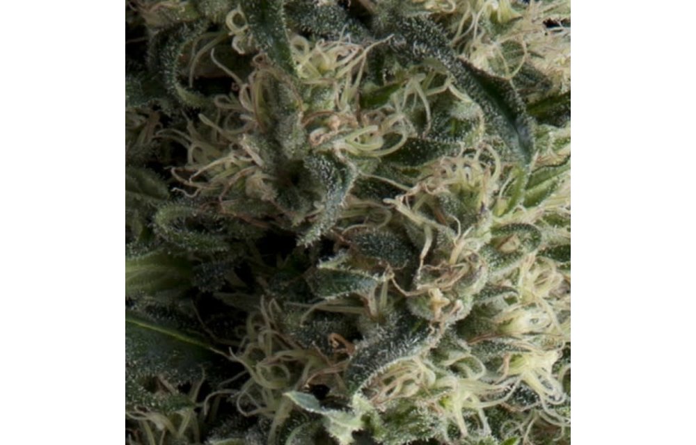 Galaxy Auto Fem 5 pk