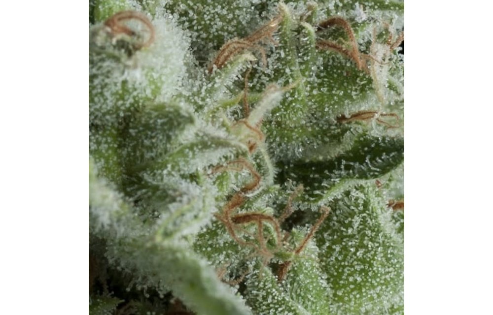 Kryptonite Auto Fem 5 pk