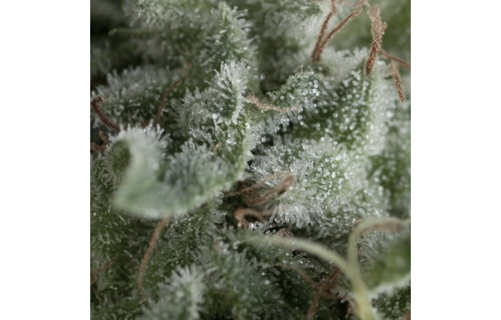 Nefertiti Auto Fem 5 pk