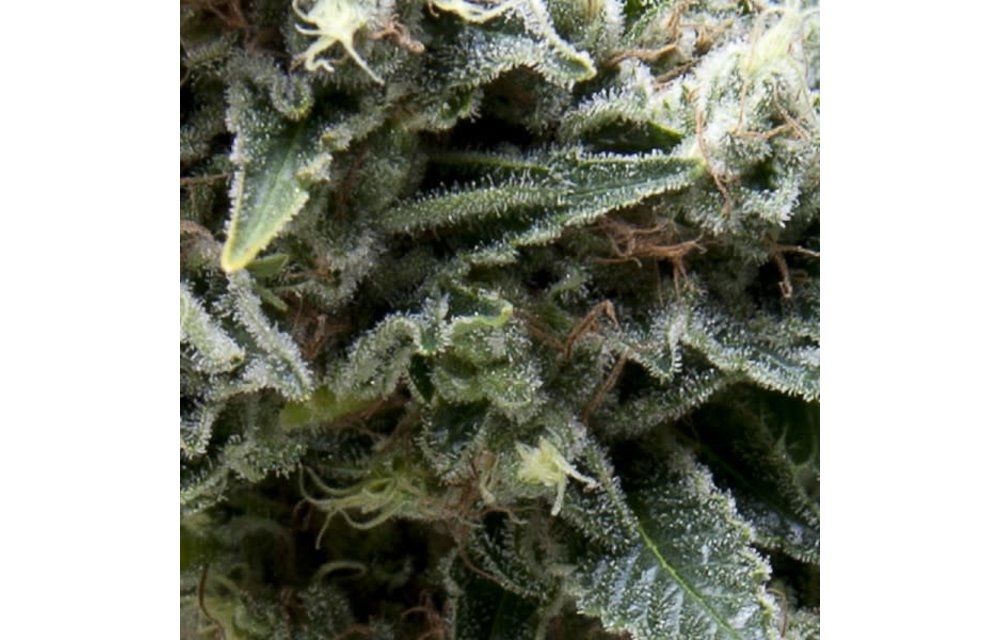 New York City Auto Fem 5 pk