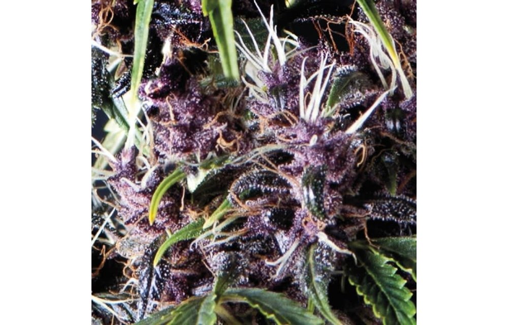 Purple Auto Fem 5 pk