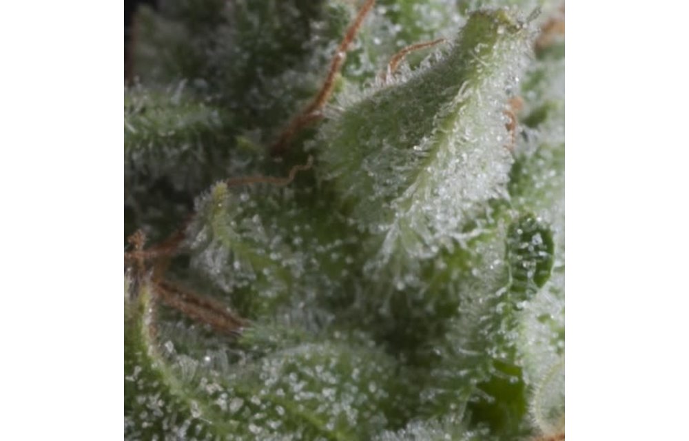 Shark Auto Fem 5 pk
