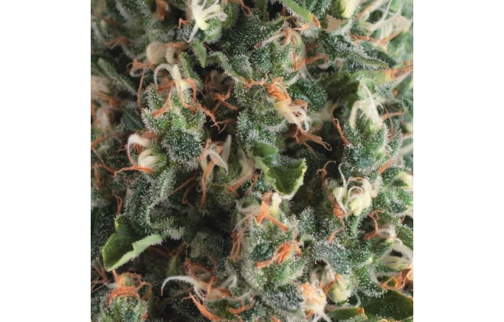 Super OG Kush Auto Fem 5 pk