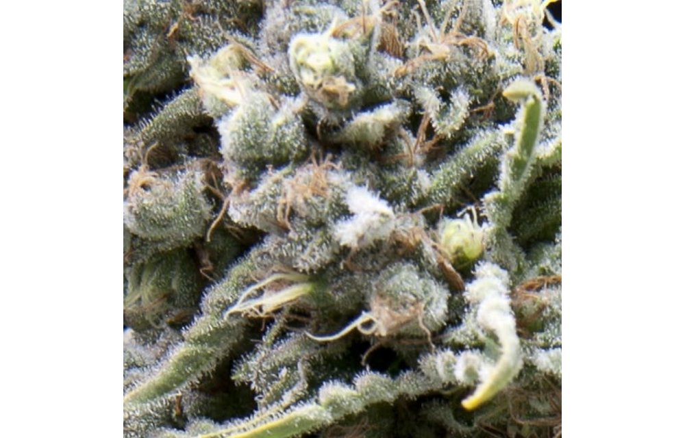 White Widow Auto Fem 5 pk