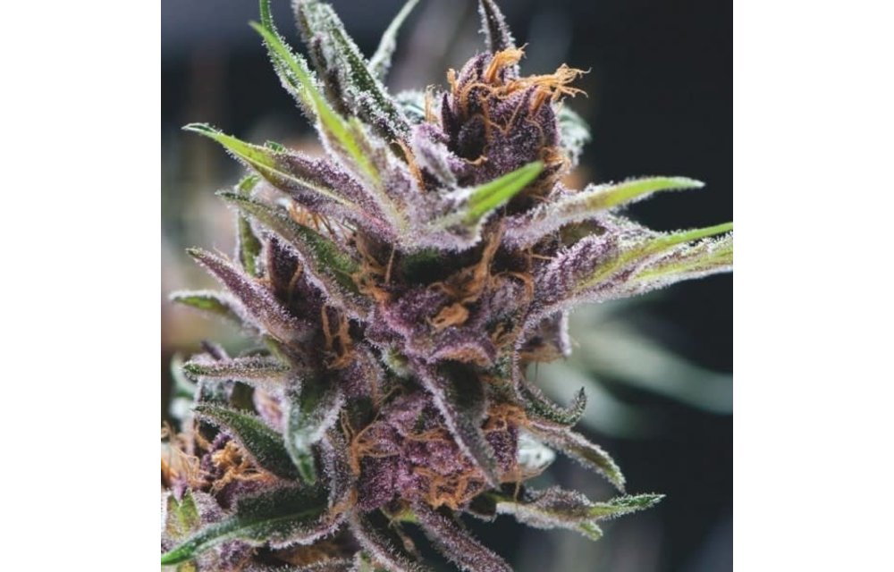 Black Cherry Punch Fem 5 pk