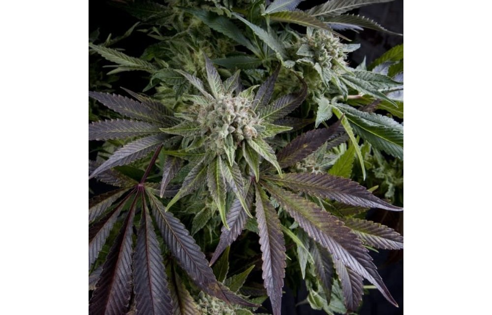 Blue Pyramid Fem 5 pk