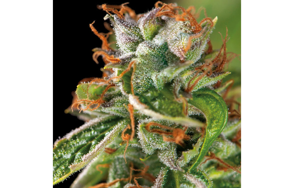 Double OG Haze Fem 5 pk