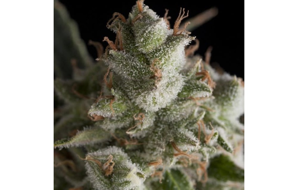 Fresh Candy Fem 5 pk