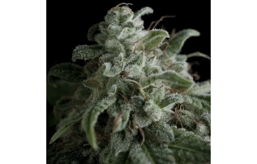 Nefertiti Fem 5 pk