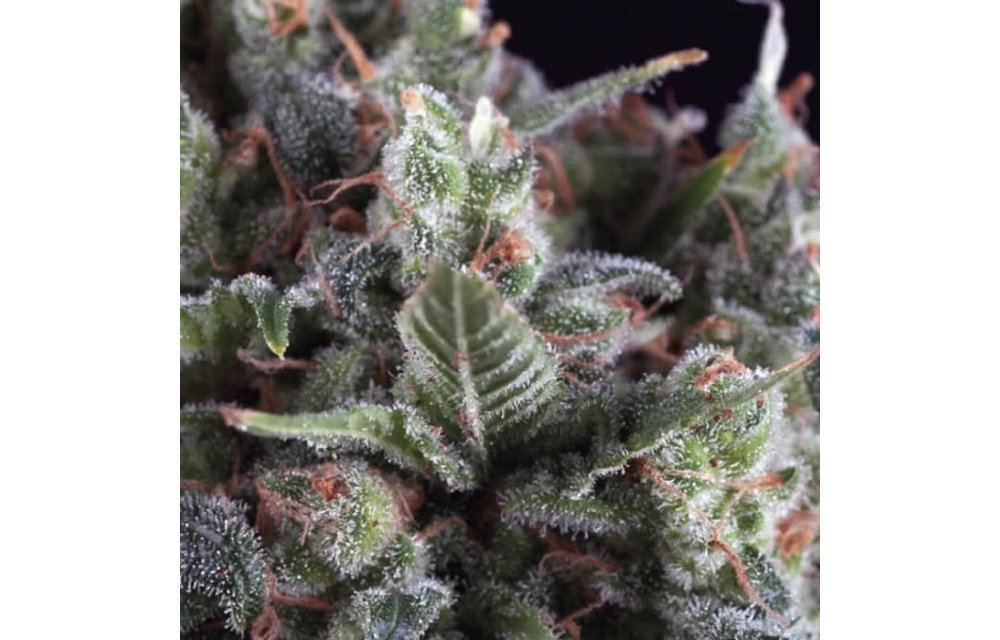 Olympia Fem 5 pk
