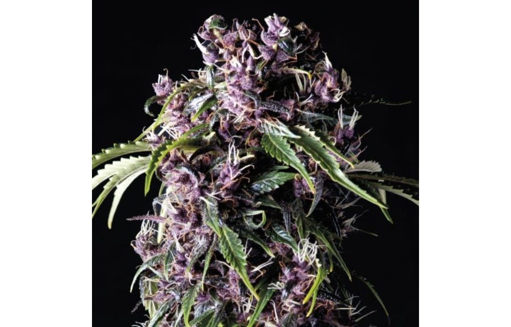 Purple Fem 5 pk