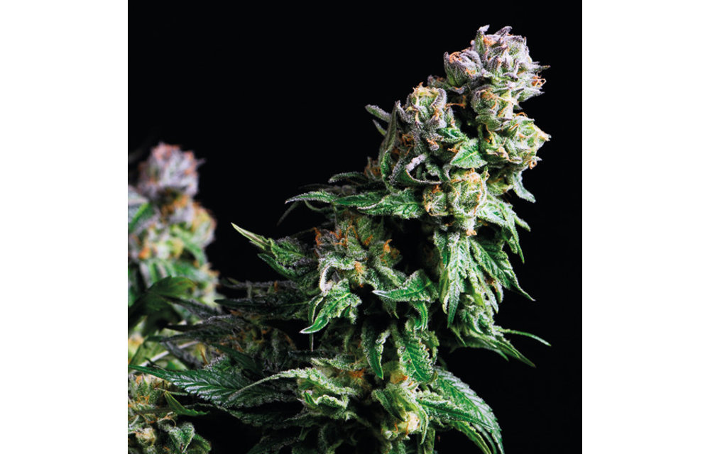 Purple Urkle Fem 5 pk