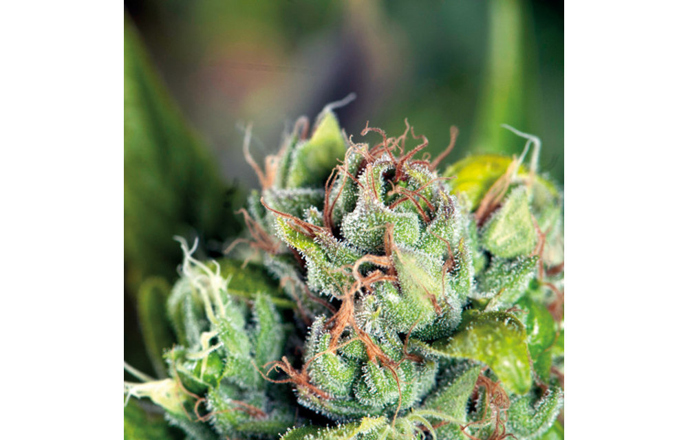 Tahoe Cure Fem 5 pk