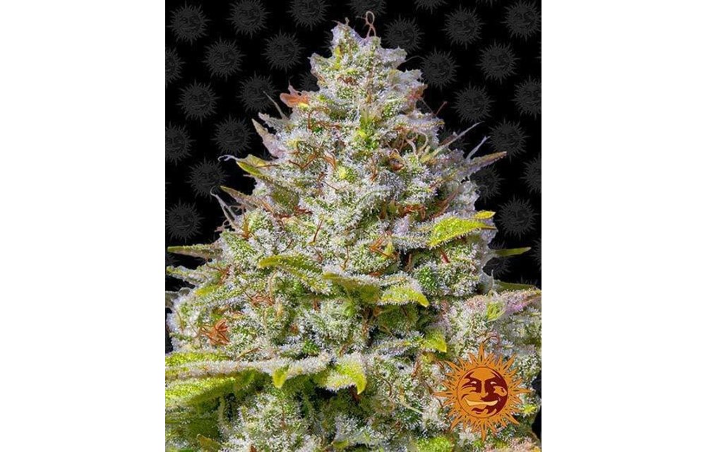 Blue Gelato 41 Fem 5 pk