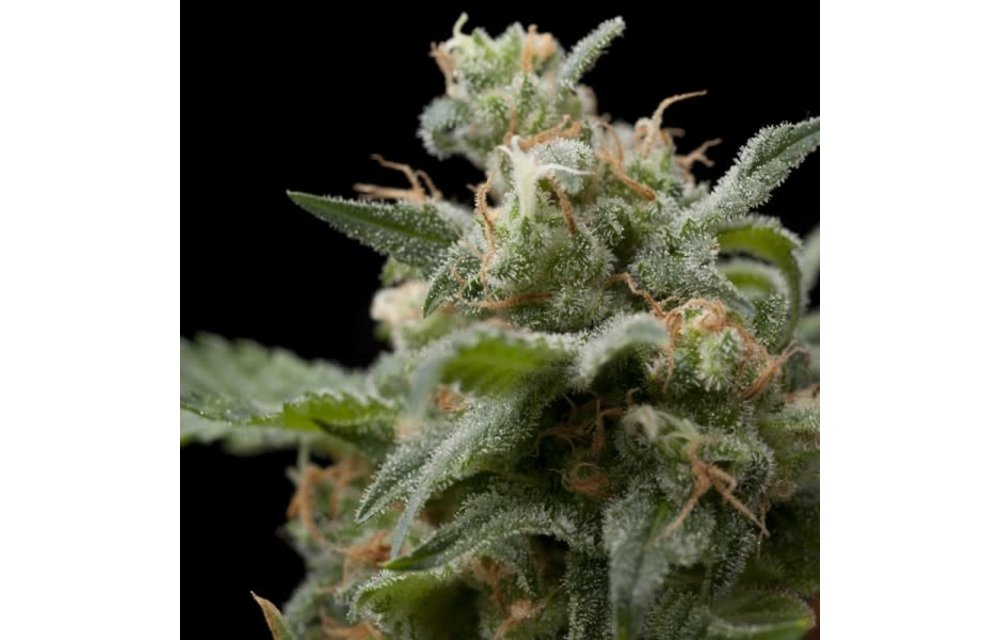 Super Hash Fem 5 pk